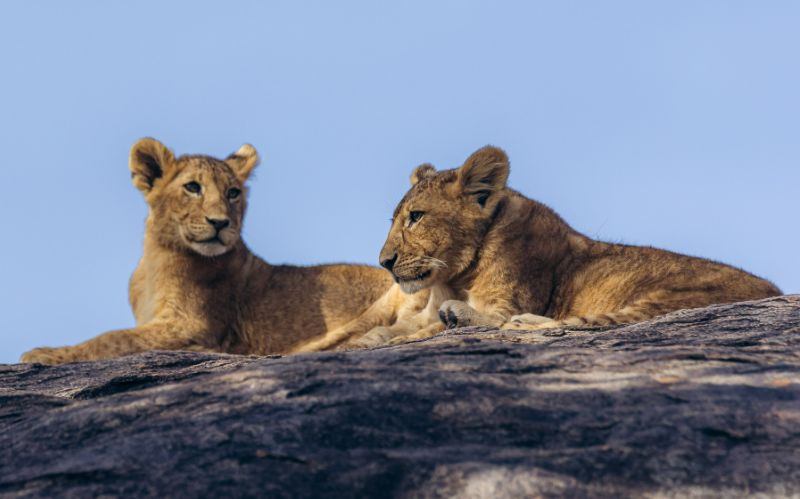 Rare Black Rhino Spotted in Ngorongoro Conservation Area